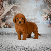 Mini Goldendoodle