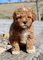 Mini Goldendoodle