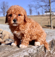 Mini Goldendoodle