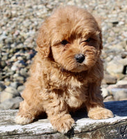 Mini Goldendoodle