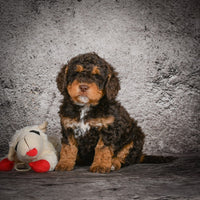 Mini Goldendoodle