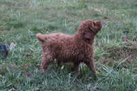 Mini Goldendoodle