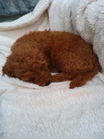 Mini Goldendoodle