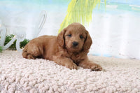 Mini Goldendoodle