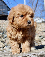 Mini Goldendoodle