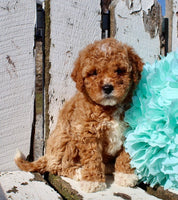 Mini Goldendoodle