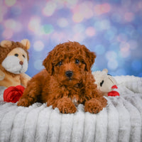 Mini Goldendoodle