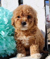 Mini Goldendoodle