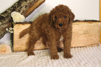 Mini Goldendoodle