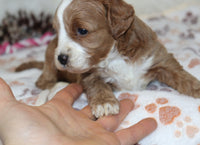 Mini F1B Goldendoodle