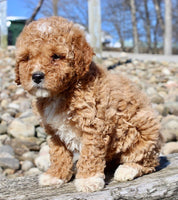 Mini Goldendoodle