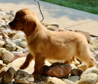 Mini Golden Retriever