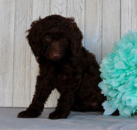Mini Labradoodle