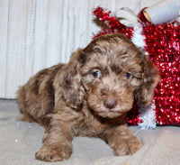 Mini Labradoodle