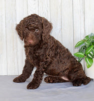 Mini Labradoodle