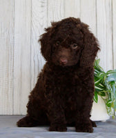 Mini Labradoodle