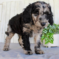 Mini Labradoodle