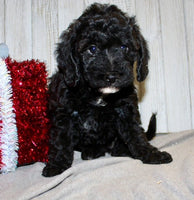 Mini Labradoodle