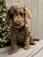 Mini Labradoodle