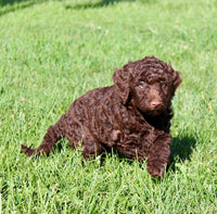 Mini Labradoodle