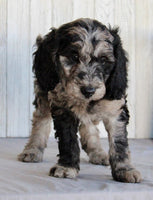 Mini Labradoodle