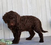 Mini Labradoodle