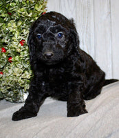 Mini Labradoodle