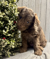 Mini Labradoodle