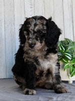 Mini Labradoodle