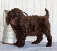 Mini Labradoodle