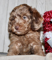 Mini Labradoodle