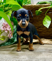 Miniature Pinscher