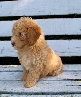 Mini Poodle