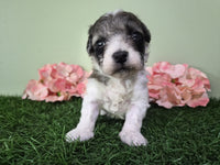 Mini Poodle