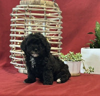  Mini Poodle