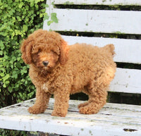 Mini Poodle