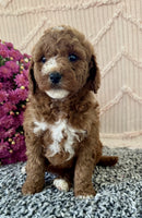 Mini Poodle