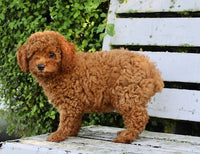 Mini Poodle