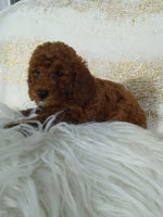 Mini Poodle