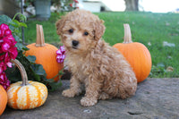 Mini Poodle