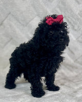 Mini Poodle