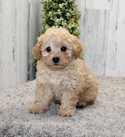 Mini Poodle 