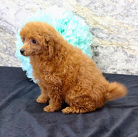 Mini Poodle