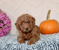 Mini Poodle
