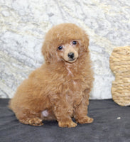 Mini Poodle