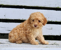  Mini Poodle