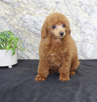 Mini Poodle
