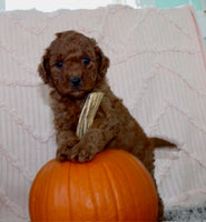 Mini Poodle