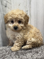 Mini Poodle 