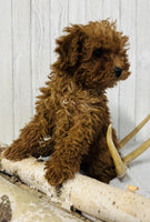 Mini Poodle